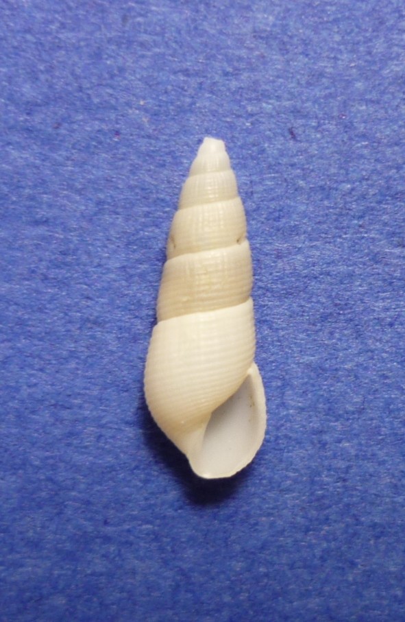Euparthenia bulinea?